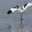 Avocette élégante dans l’estuaire de la Loire